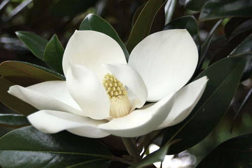 蓝衣重生还是昙花一现？深度剖析意大利2026世界杯夺冠前景
